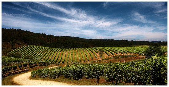 Viñedos de Bodegas Terras Gauda en O Rosal