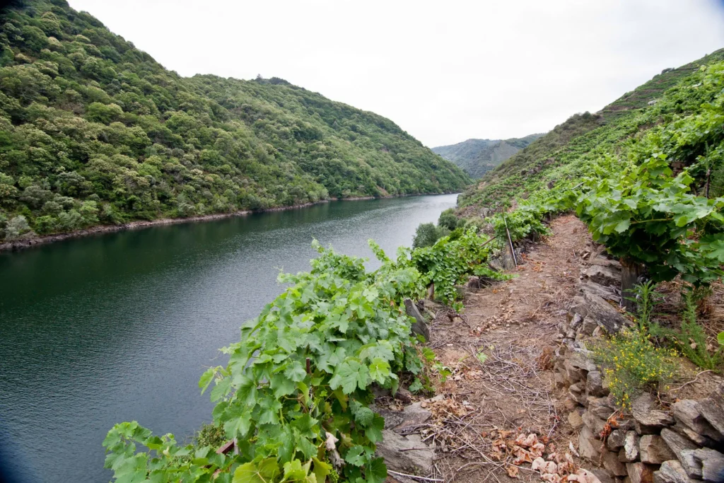 Bodega Bodega Petrón