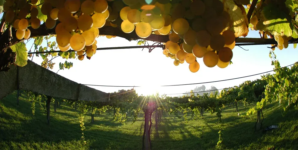 Bodega Condes de Albarei