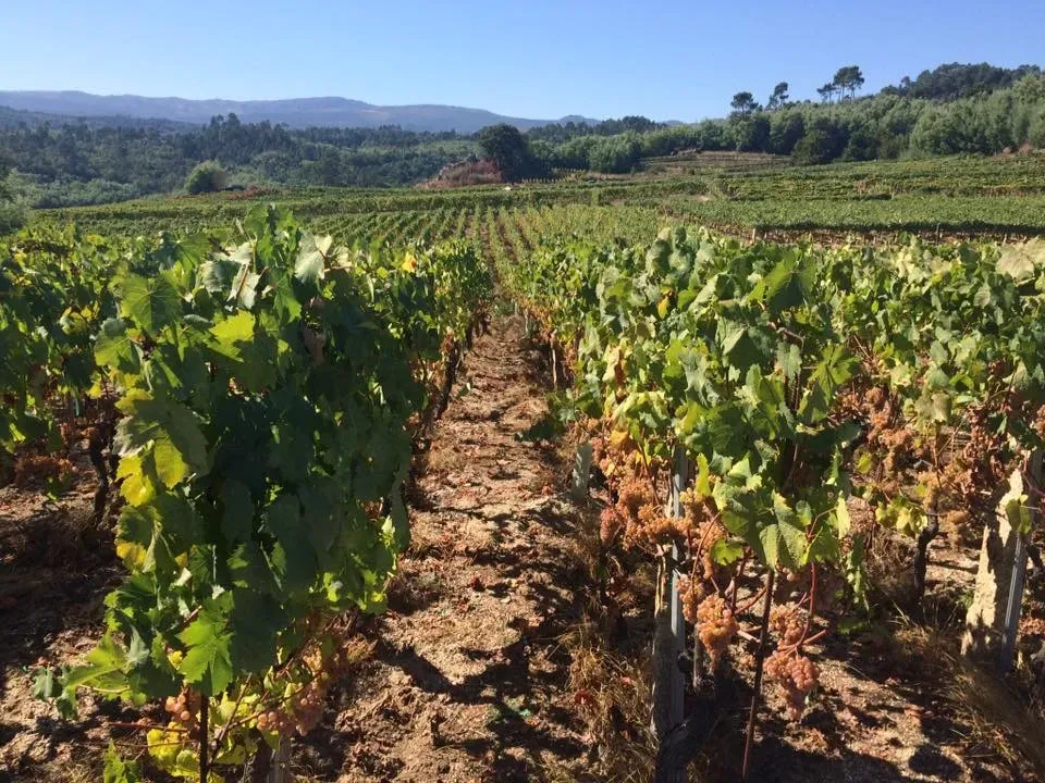 Bodega Loeda