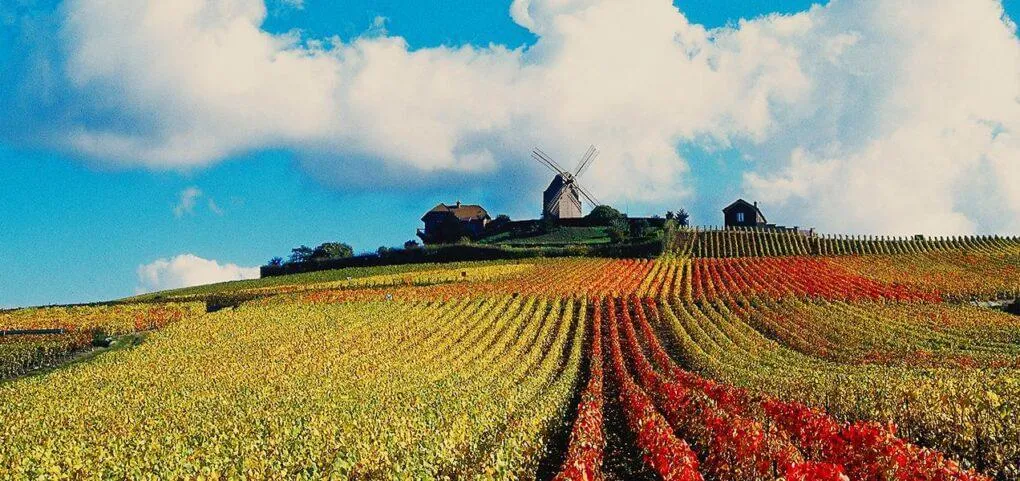 Bodega Maison Mumm