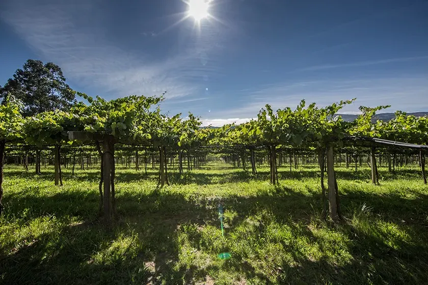 Bodega Quinta do Couselo