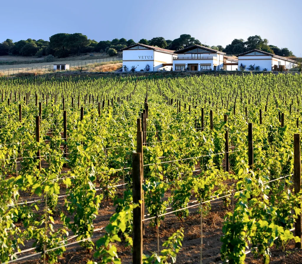 Bodega Vetus