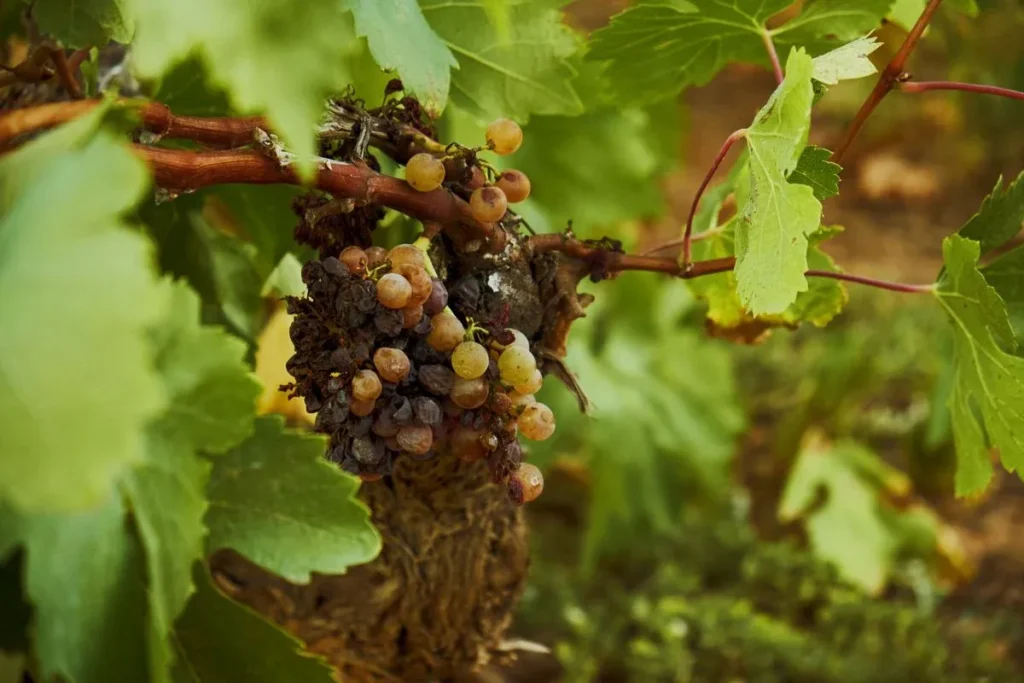 Bodega Vinicula Real